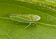 Graphocephala rufimargo