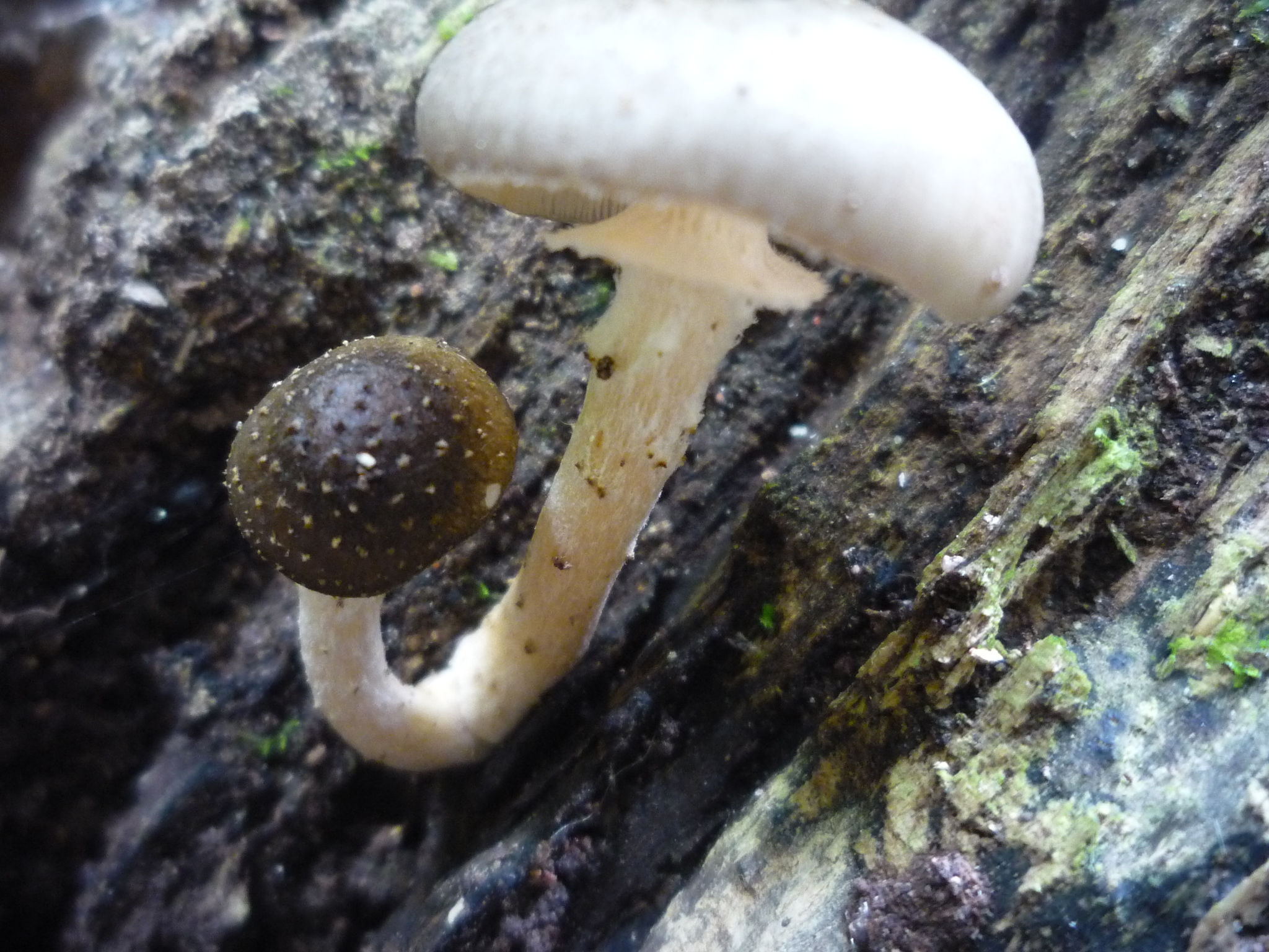 Armillaria limonea image
