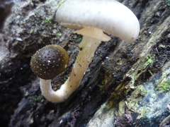Armillaria limonea