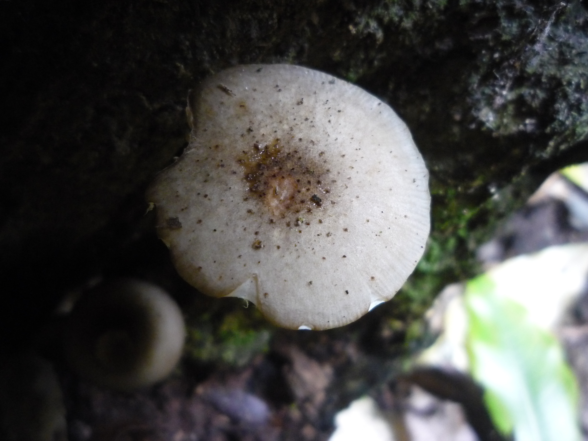 Armillaria limonea image