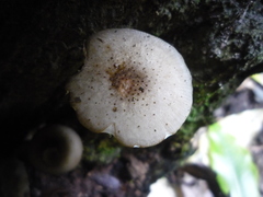 Armillaria limonea