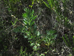 Notobubon laevigatum