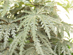 Plerandra elegantissima