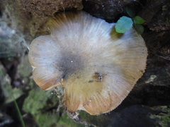 Armillaria limonea