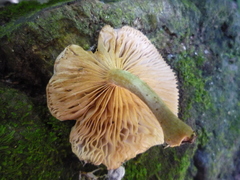 Armillaria limonea