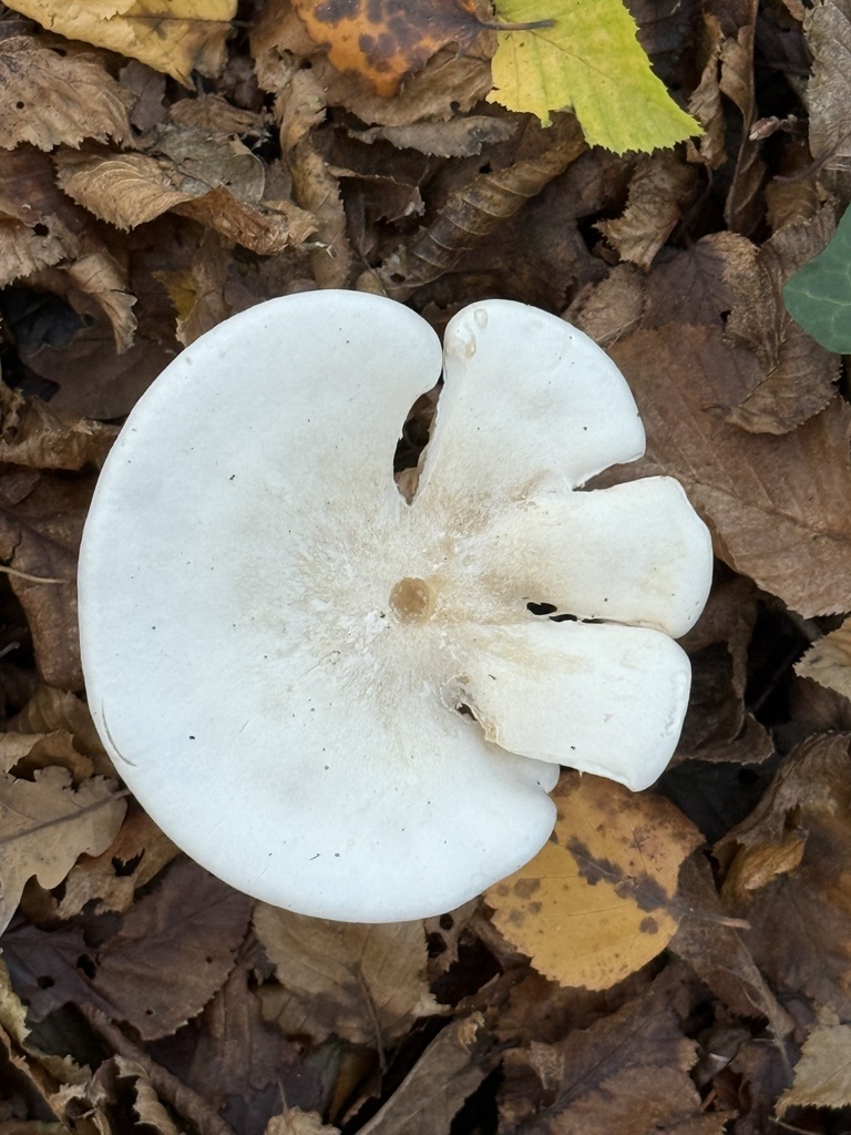 Clitocybe nebularis alba