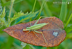 Oecanthus varicornis