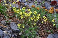 Draba juvenilis