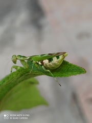Acontista mexicana