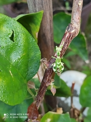 Acontista mexicana
