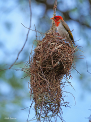 Anaplectes rubriceps rubriceps