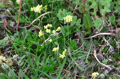 Draba juvenilis