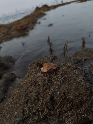 Cypraea ocellata observed 2025-11-07