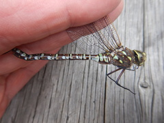 Aeshna interrupta interrupta