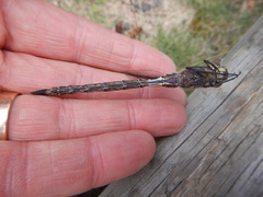 Aeshna interrupta interrupta