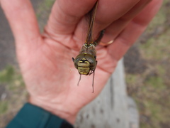 Aeshna interrupta interrupta