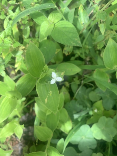 Tahitian bridalveil (Gibasis geniculata)