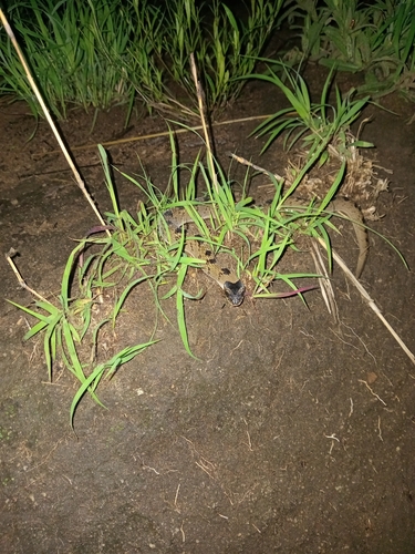 Snouted Night Adder