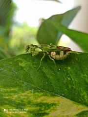 Acontista mexicana