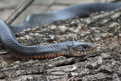 Drymarchon melanurus erebennus