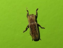 Adetus pulchellus