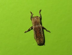 Adetus pulchellus