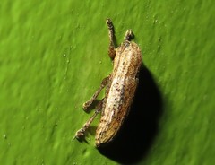 Adetus pulchellus