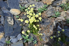 Draba juvenilis