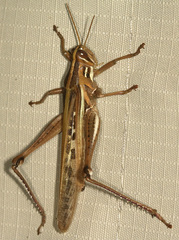 Schistocerca cancellata