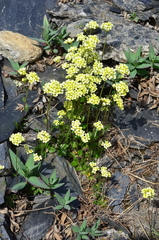 Draba juvenilis