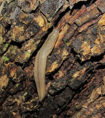 Meghimatium pictum