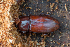 Uloma culinaris