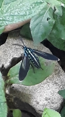 Uranophora terminalis