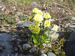 Draba juvenilis