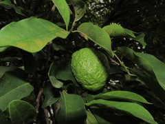 Annona rugulosa