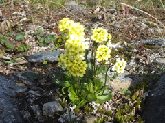Draba juvenilis