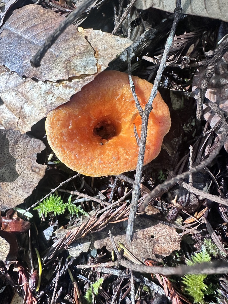 Turbinellus floccosus · November 2025 · photo: © katrinamccollough (iNaturalist, cc0)