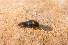 Sepedophilus bipustulatus