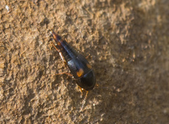 Sepedophilus bipustulatus