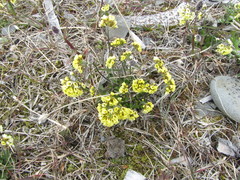 Draba juvenilis