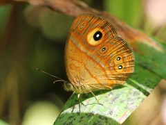 Mycalesis patnia