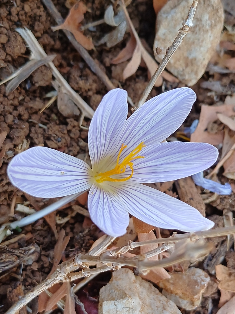 Crocus