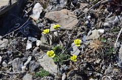 Draba corymbosa