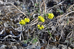 Draba corymbosa