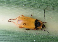 Chauliognathus flavipes