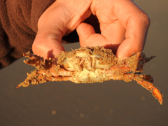 Polybius henslowii