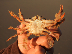 Polybius henslowii