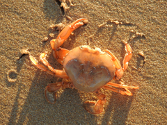Polybius henslowii