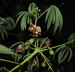 Manihot grahamii