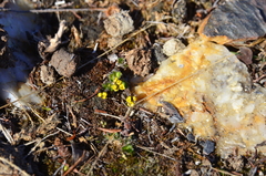 Draba corymbosa